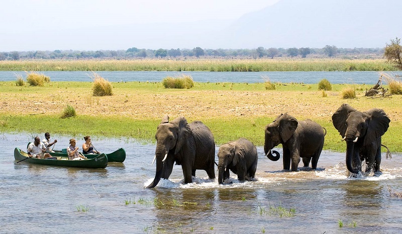 Đàn voi to lớn ở ZImbabwe