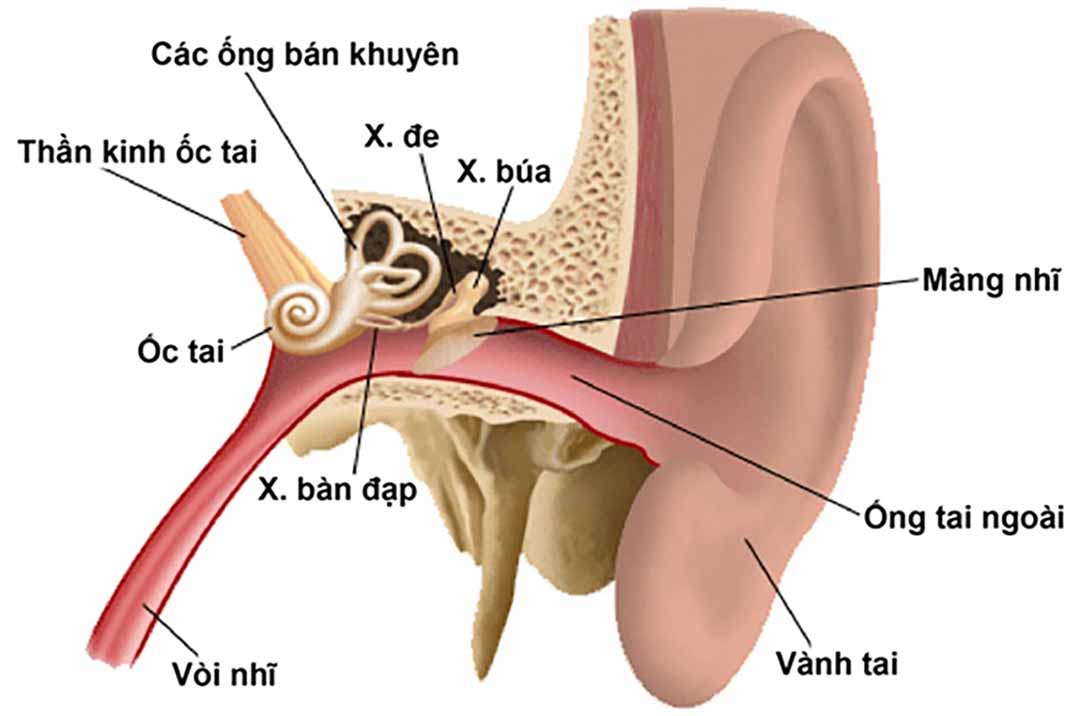 Cách điều trị bệnh ù tai hiệu quả